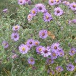 New England Aster