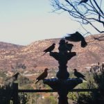 Band Tailed Pigeons