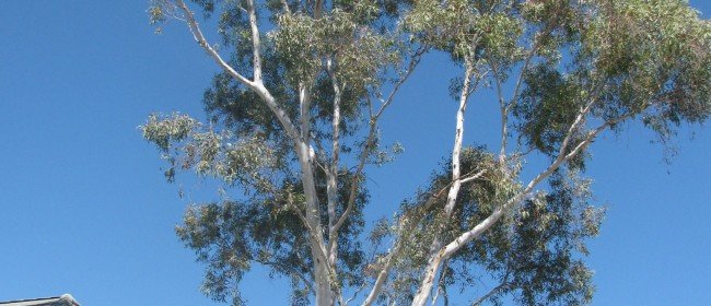 Tree Pruning: Resist Topping Trees