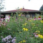 Purple Coneflowers dot the Damon's yard
