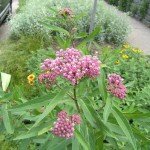 Swamp milkweed, a volunteer in a dry area (not swampy...)