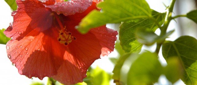 Plant Smarts: Do Plants Feel?