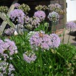 Prairie Onion