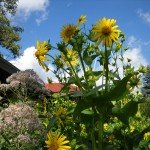 Cupplant & Sweet Joe-Pye Weed, great wildlife-attracting plants