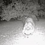 Documenting the raccoons that we've noticed are digging up some soil around our property