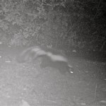 This skunk probably doesn't need a caption