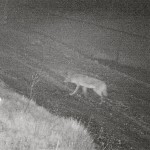 One of two coyotes we've captured on camera in our alley