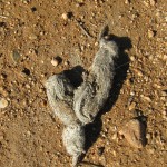 Coyote scat shows rabbits are a favorite