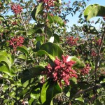 Sugar Bush (Rhus ovata) blooms provide a winter nectar source for bees