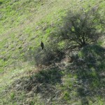 One of 3 red-tailed hawks flying and perching