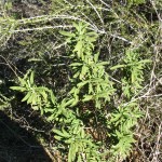 Black sage and Chamise