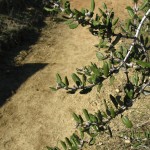 Scrub oak