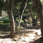 Creekbed runs heavily during rains