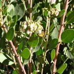 Our manzanitas (La Panza here) provide important nectar for bees & hummers in January