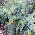 Bladderpod blooms nearly year-round in Caroline Park