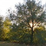 Live Oak in Caroline Park