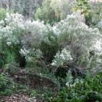 Coyote bush provides bees important nectar in the winter months