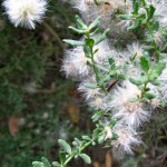Coyote bush close-up