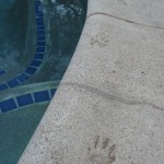 Evidence that the raccoons are drinking from the pool