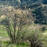 Cup-leaf ceanothus (C. greggii)