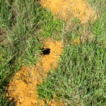 The red soil that gives Redlands its name