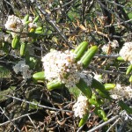 Ceanothus blooms in February