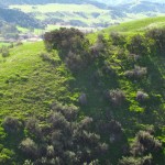 One of the many Oakmont Park hills