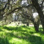 Under the oak canopy