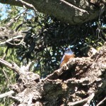 Bluebird perching in dead snag