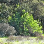 Elderberry leafing out in February