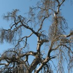 Dead trees are important part of the ecosystem