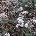Buckwheat in January