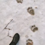 Da bear...