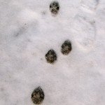 Bobcat I think?