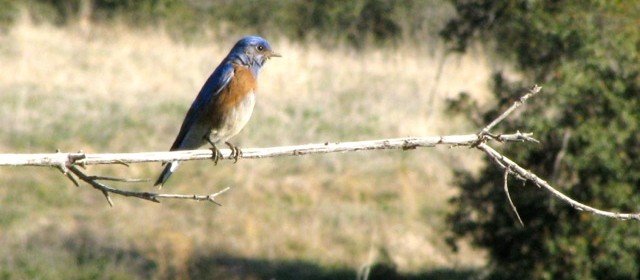 Tips for Taking Care of our Baby Wildlife
