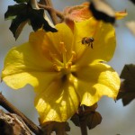 Fremontia - a favorite native