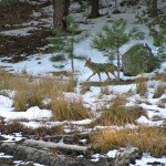 The second coyote that strode away