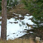 The first coyote turns around