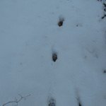 Coyote tracks showing 'perfect stepping' the hind leg stepping on the front paw print