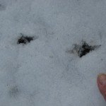 Robin tracks!