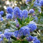 Concha ceanothus (1 of many California wild lilac)