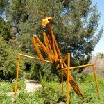Praying Mantis