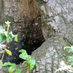 Close-up of tree trunk bees