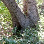 Bee hive in tree trunk