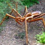 Assassin Bug - Note his feeding tube (called a Rostrum)