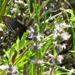 Butterfly sipping sage blossom nectar
