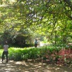 Spring blooming coral bells under tree's shade