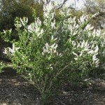 Ceanothus thyrsiflorus (white flowered mountain lilac)