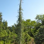 Baja Mexico 'Dr. Seuss' native - boojum tree
