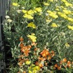 Yarrow (hybrid, native flower is white) and Desert Mallow